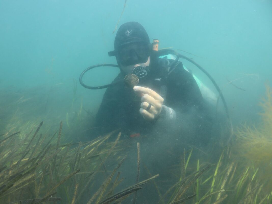 a diver holding scallop