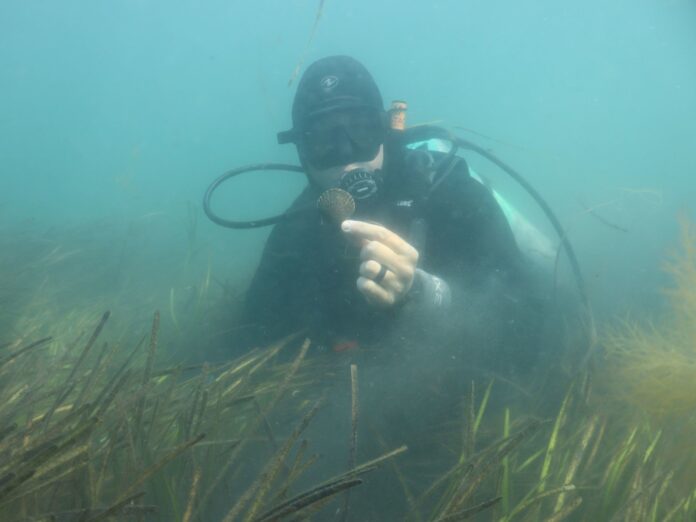 a diver holding scallop