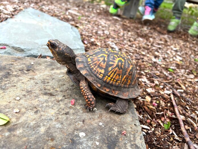 boxy the box turtle
