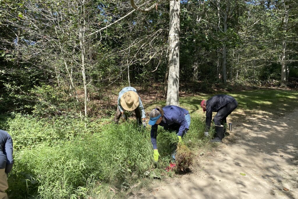 biodiversityworks' volunteers cleaning invasive plant debris