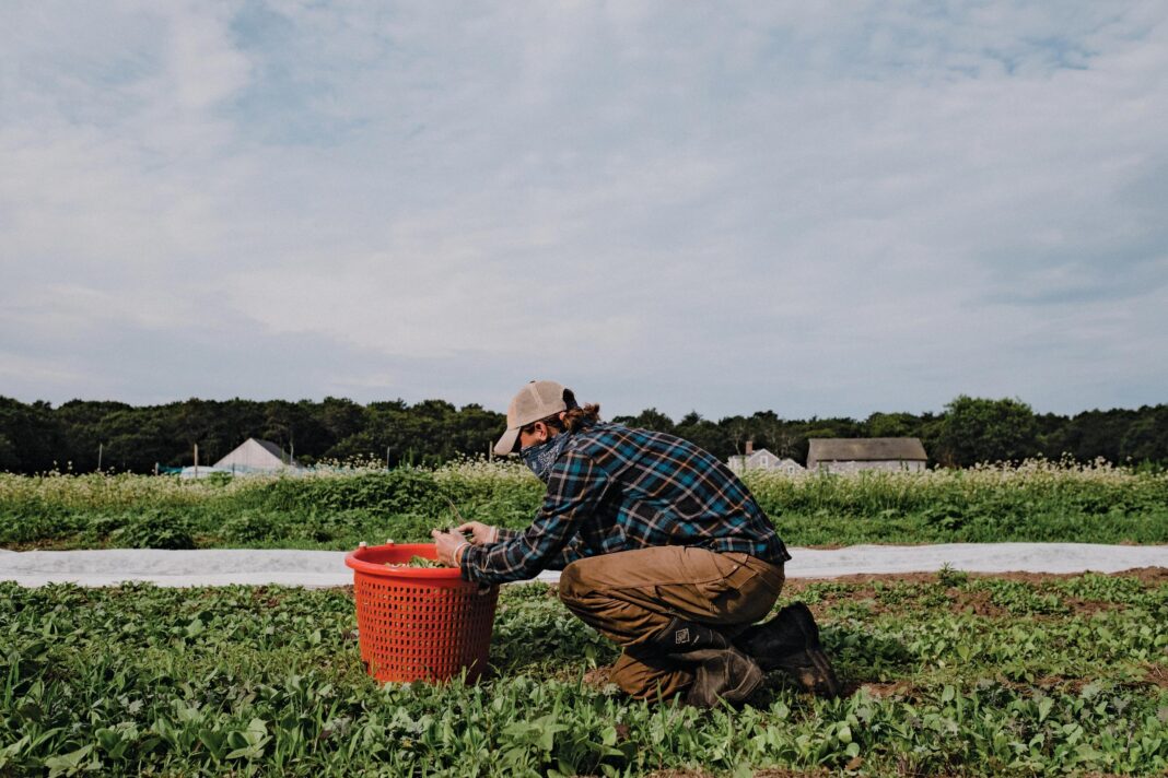 a person gardening on martha's vineyard