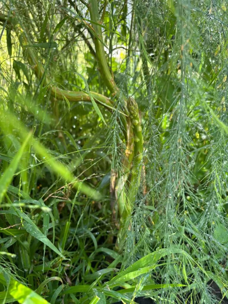 asparagus growing out of garden