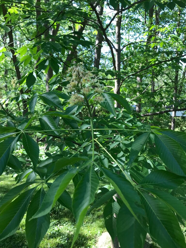buckeye tree