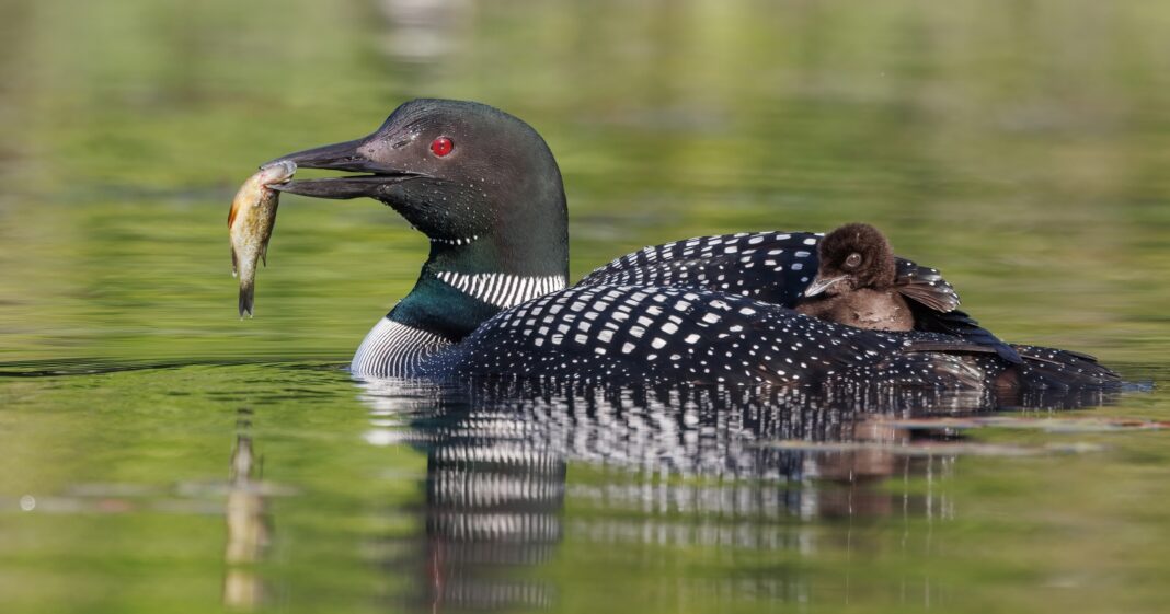 Common loon and chick
