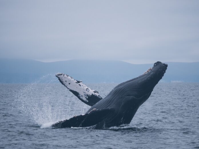humpback whale breaching