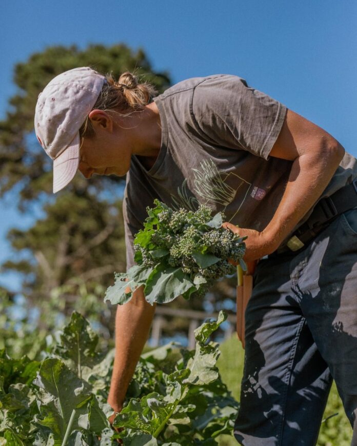 a woman picking plants from a garden on nantucket