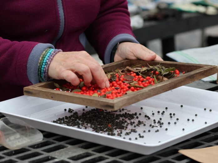 a person sorting seeds