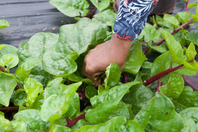 red stem malabar spinach
