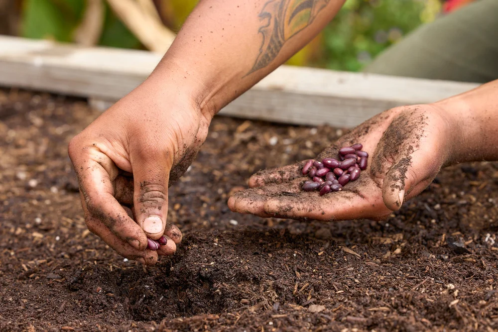 a hand planting beans