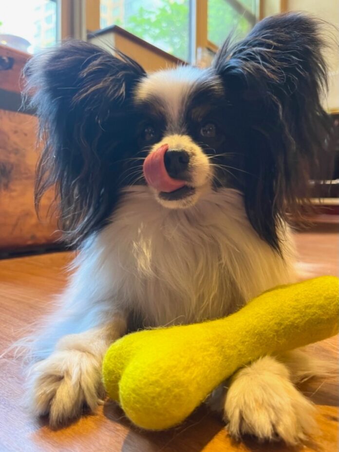 a small white dog with big black ears and his tongue out has a green wool dog bone on his front paws
