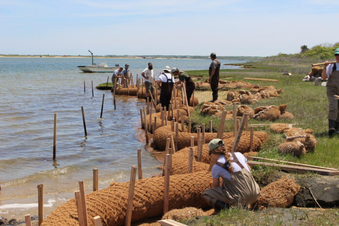 volunteers install a living shoreline at Felix Neck Wildlife Sanctuary