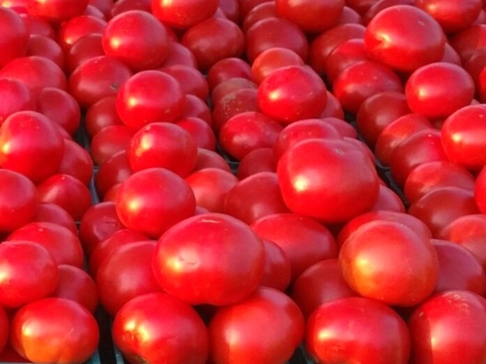 tomatoes