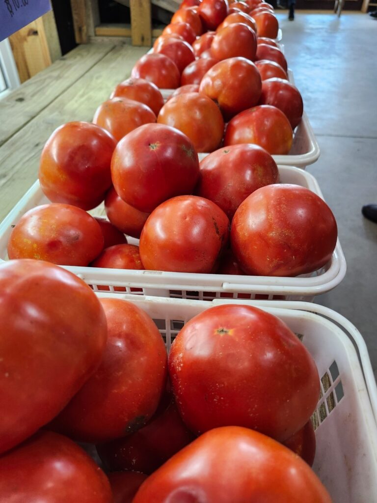 tomatoes in baskets ready to sell