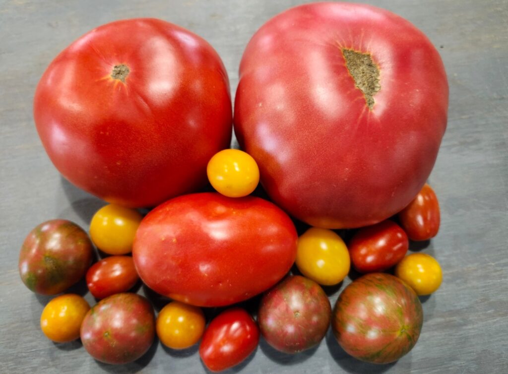 a variety of tomato types including brandywines, cherokee purples, and sungolds