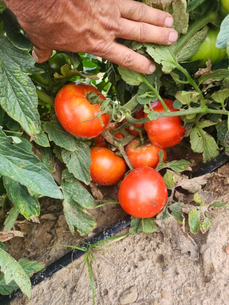 tomatoes on a vine