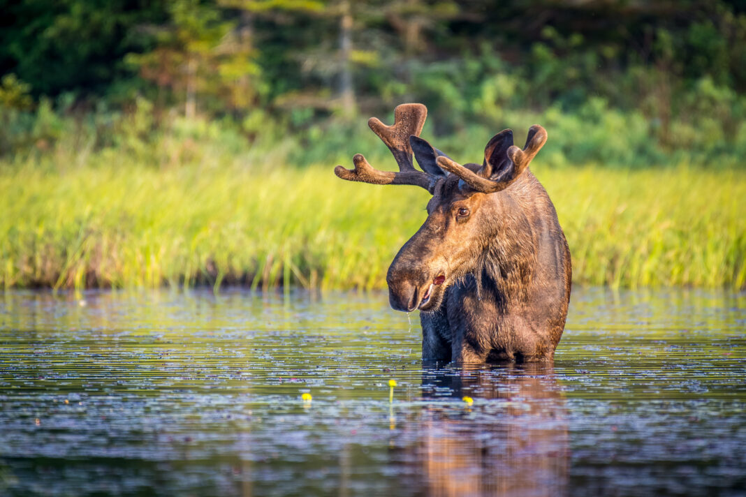 Bull moose in Algonguin Park, Ontario, Canada