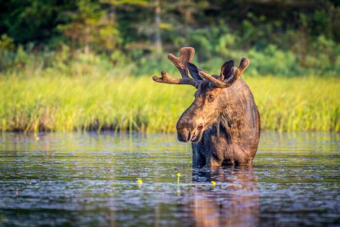 Bull moose in Algonguin Park, Ontario, Canada
