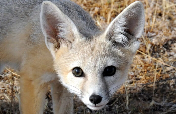 san joaquin kit fox