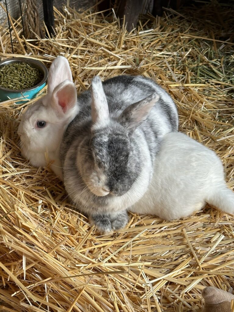 two bunnies