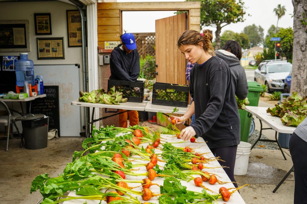 crop swap la putting together baskets of vegetables