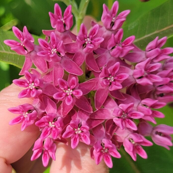purple milkweed
