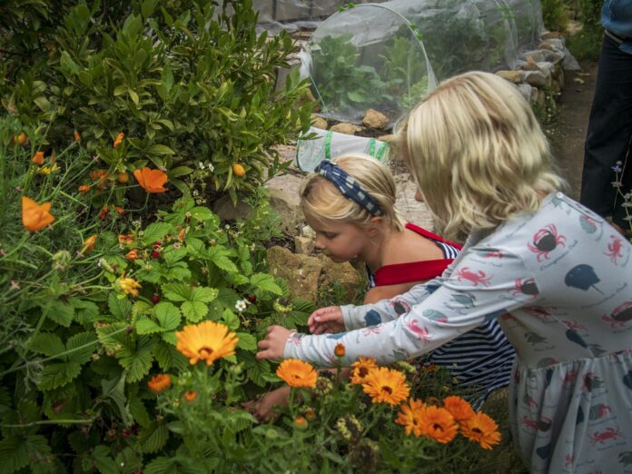 kids picking fresh strawberries from a garden