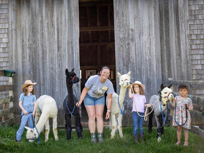 young visitors at alpaca farm
