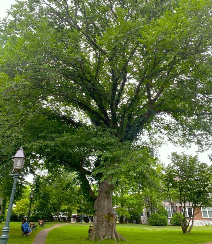 the giant elm in Village Green, between Main Street and North Water in Edgartown