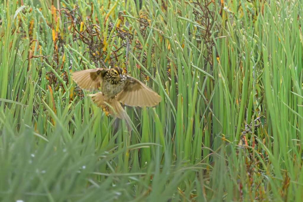 Belding's Savannah Sparrows nest deep within dense pickleweed
