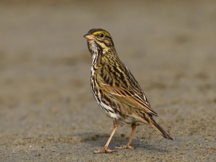 beldings savannah sparrow on sand