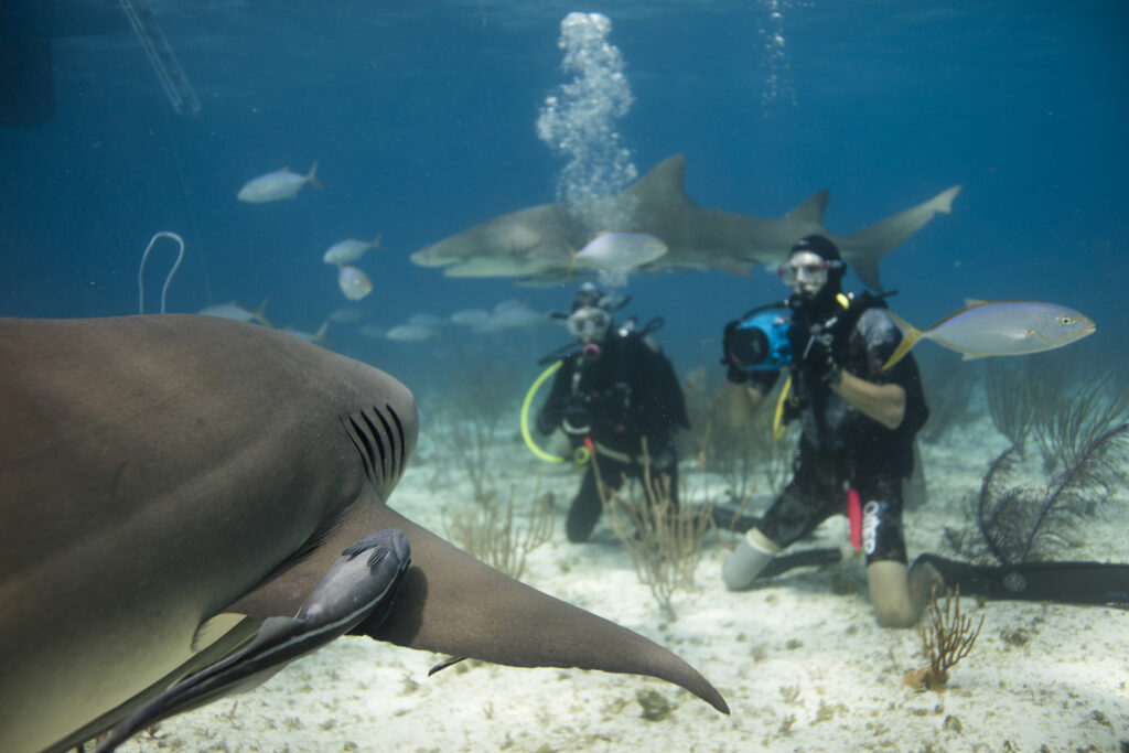scuba divers take pictures of a shark and it's baby