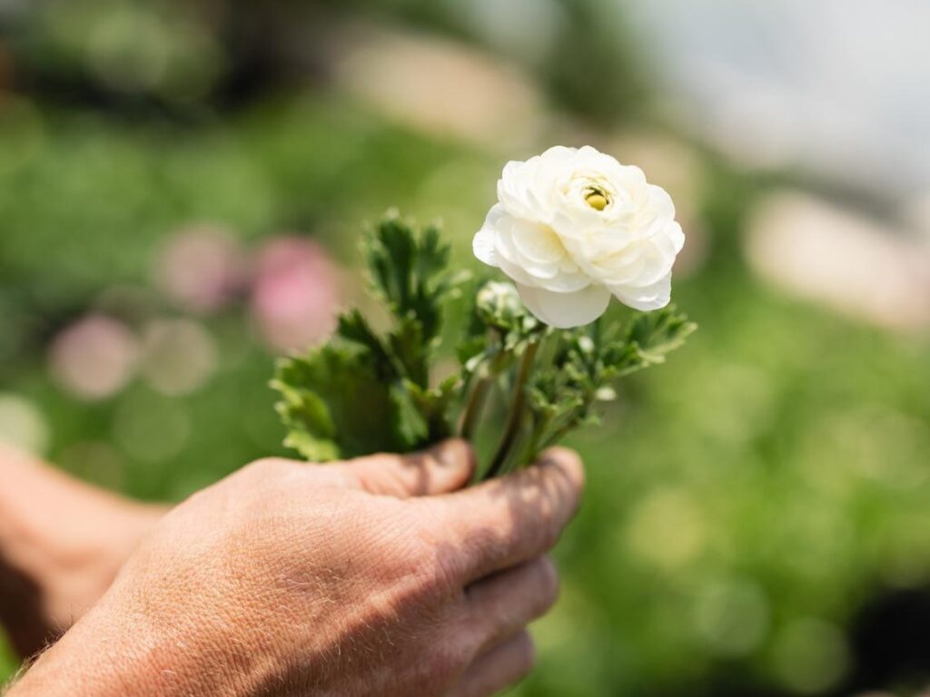 a white flower from eat fire farm