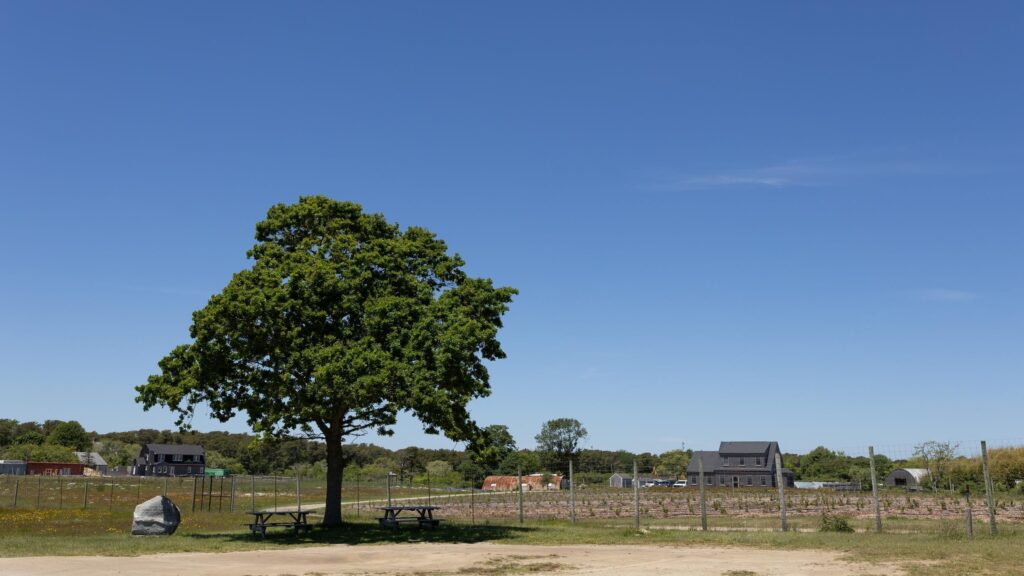 a giant tree on grandfather farm