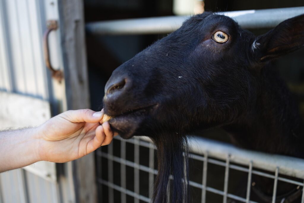 a goat on grandfather farm