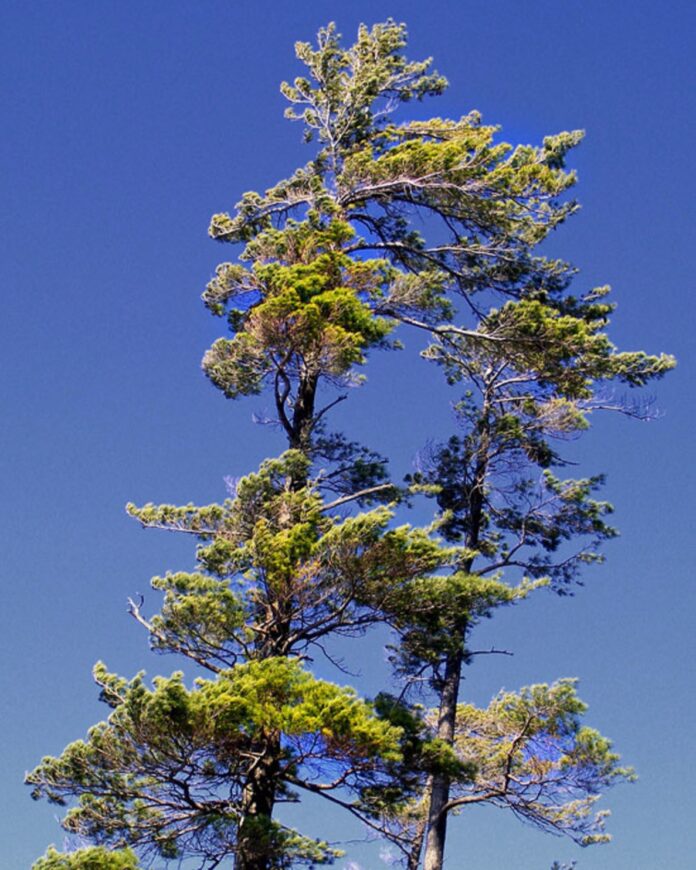 jack pine tree
