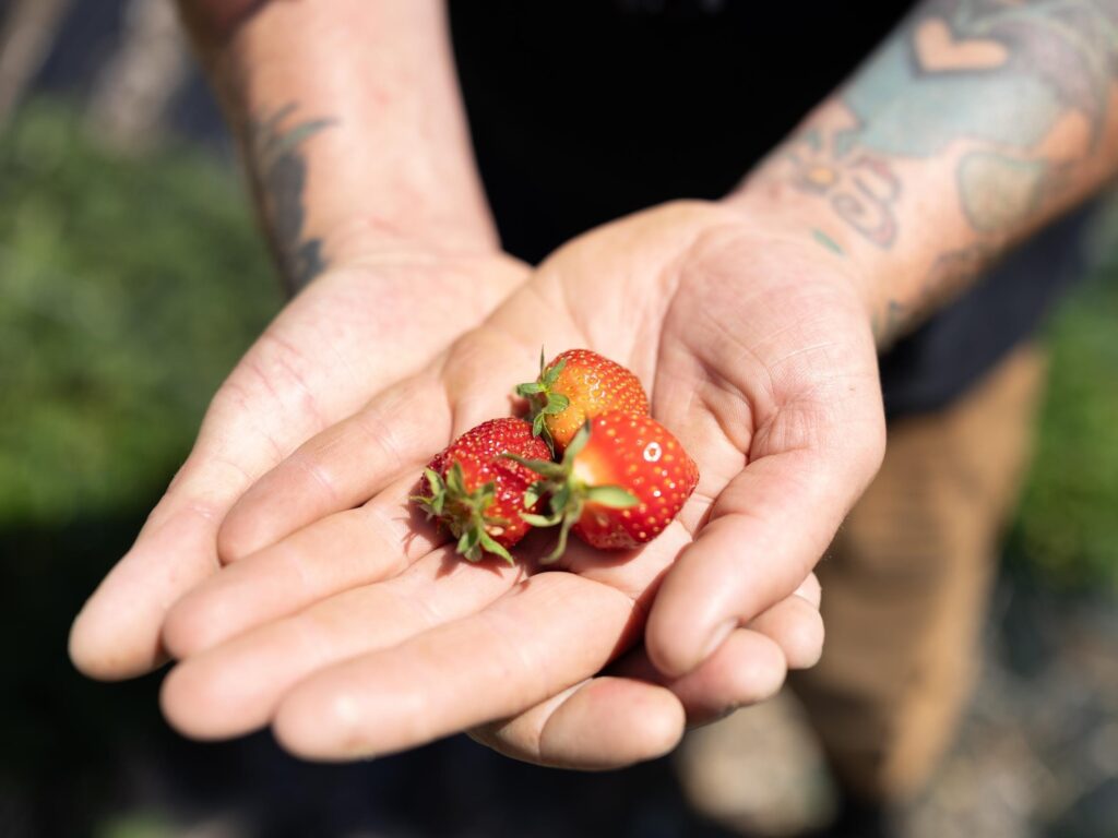 strawberries from moors end farm
