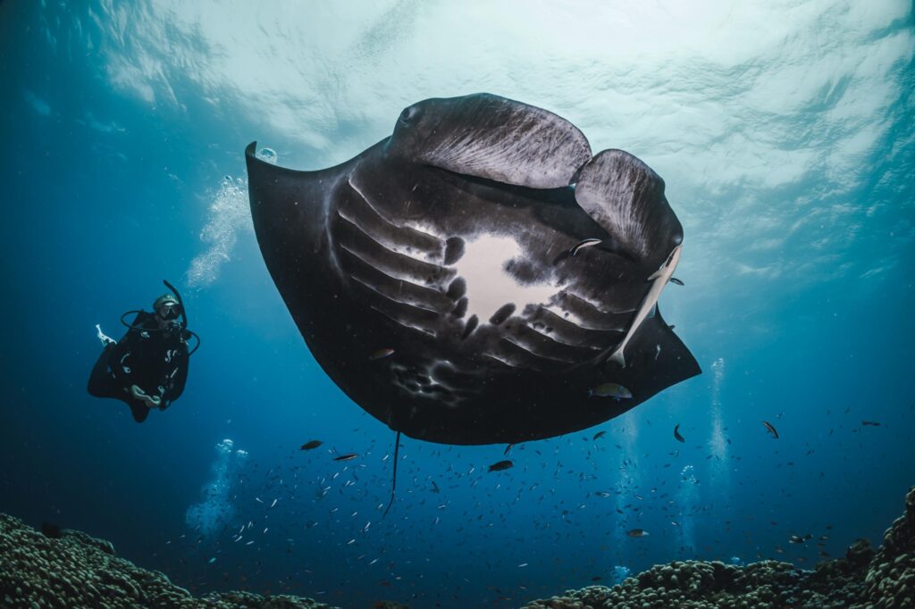 a diver swims next to a giant ray in the water