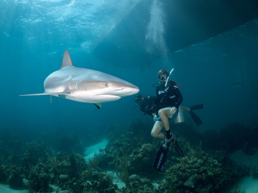 a person under water with a shark