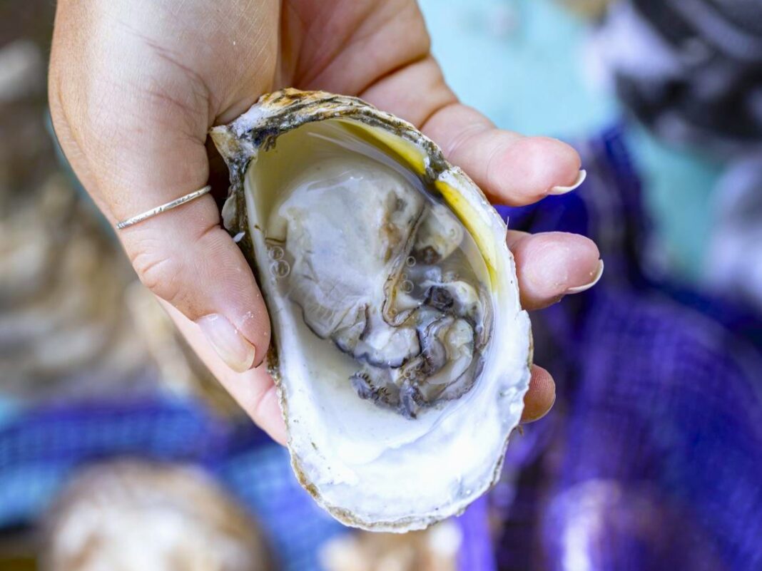 an oyster