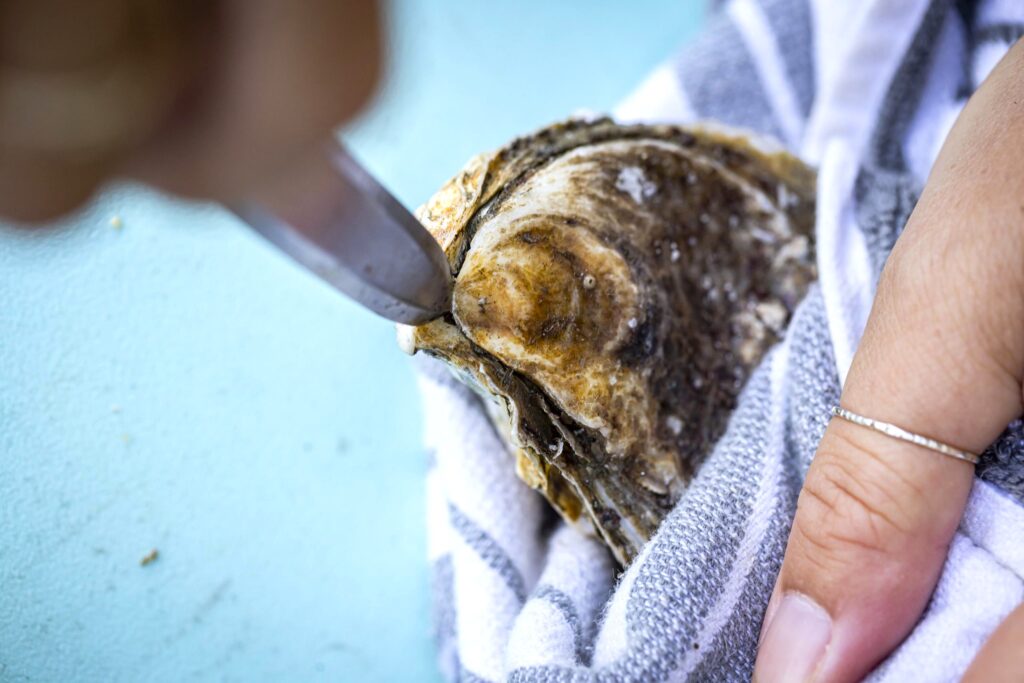 shucking an oyster