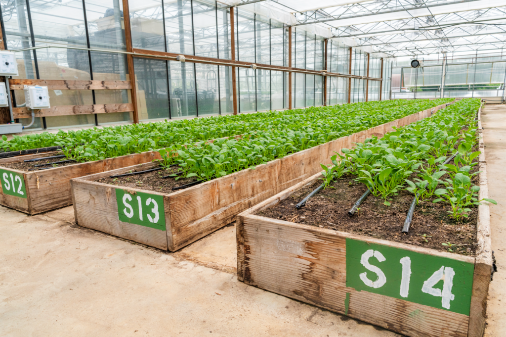 New soil beds in IGI's renovated greenhouse