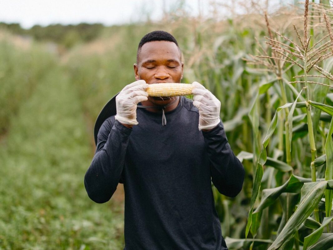 seneth waterman eating a piece of fresh corn
