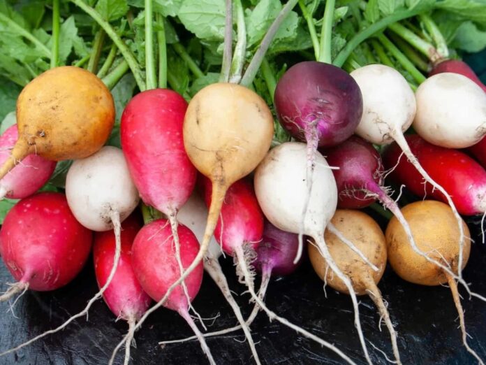 Beets and Radishes
