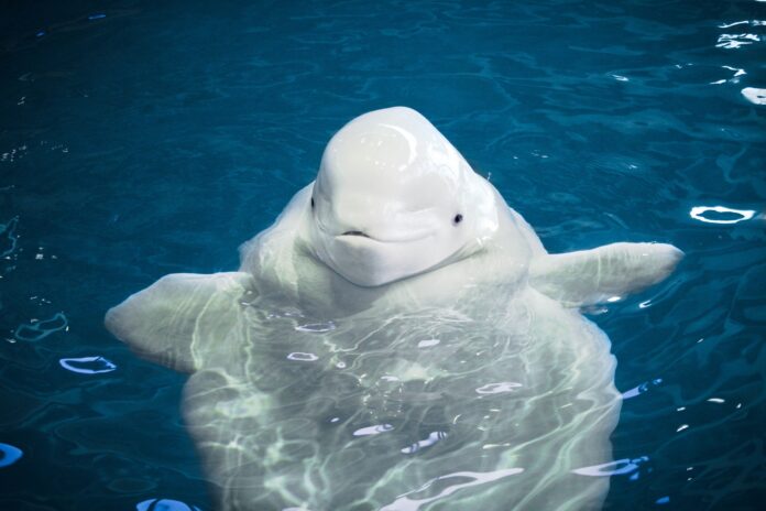 A playful beluga whale swims in clear blue water, its white skin contrasting with the deep blue background.