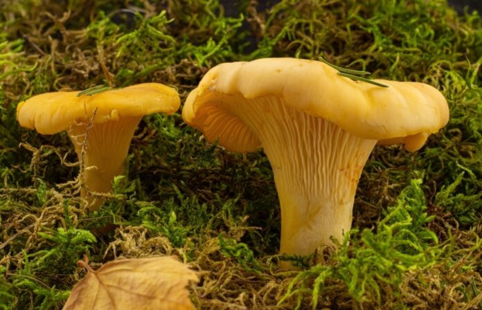 yellow chanterelles mushrooms