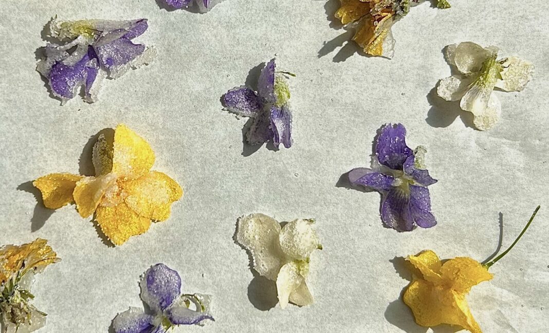 edible sugared flowers