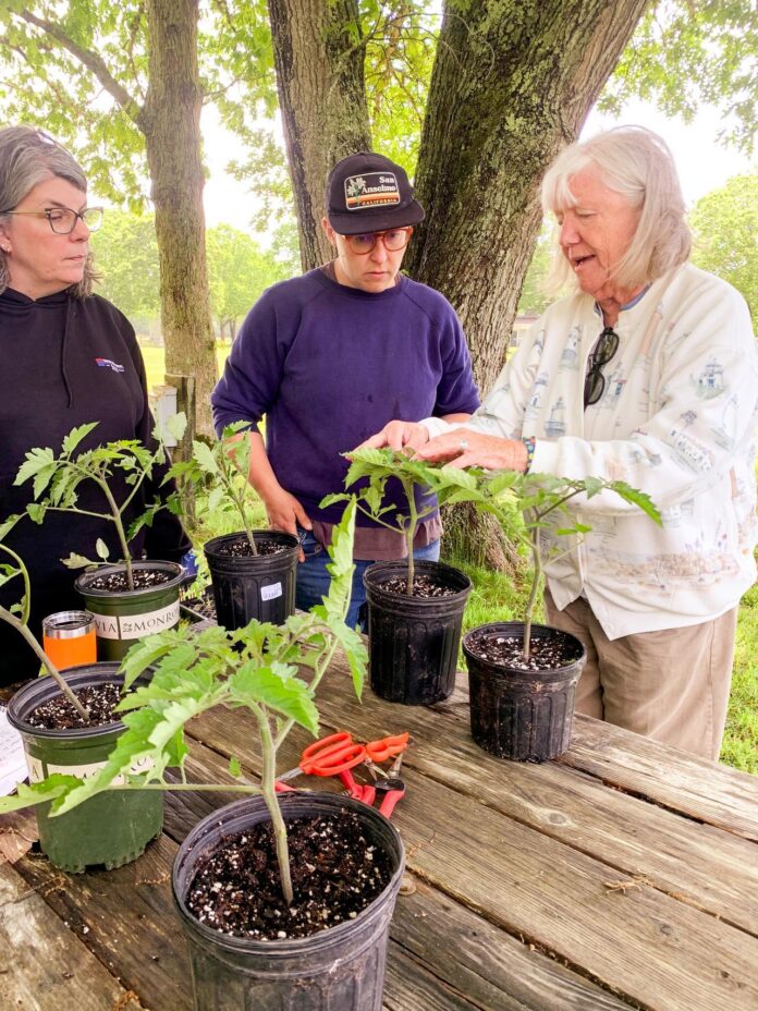 martha's vineyard agricultural society tomato-pruning workshop