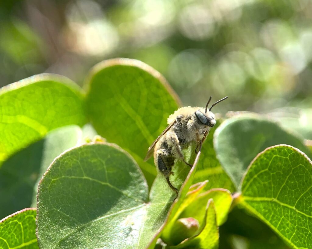 Diadasia, a sunflower bee
