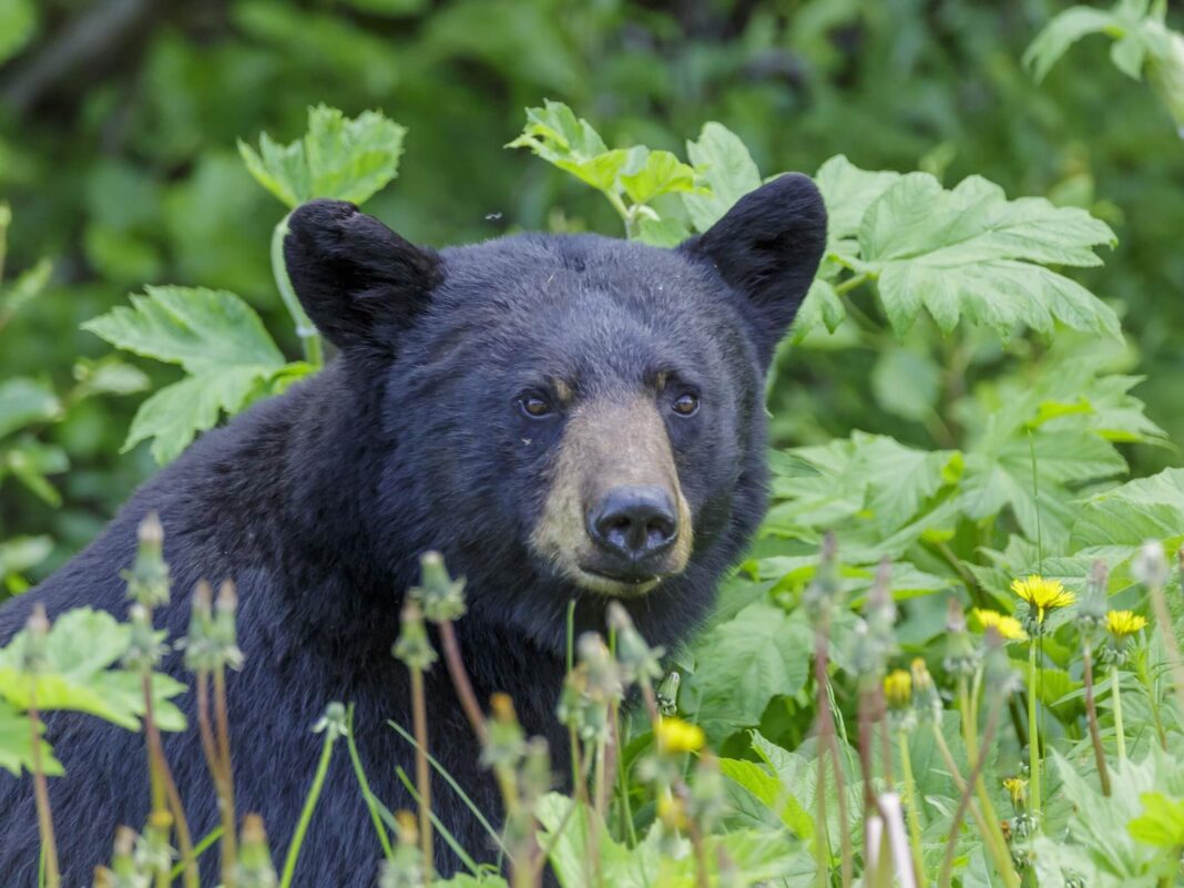 black bear
