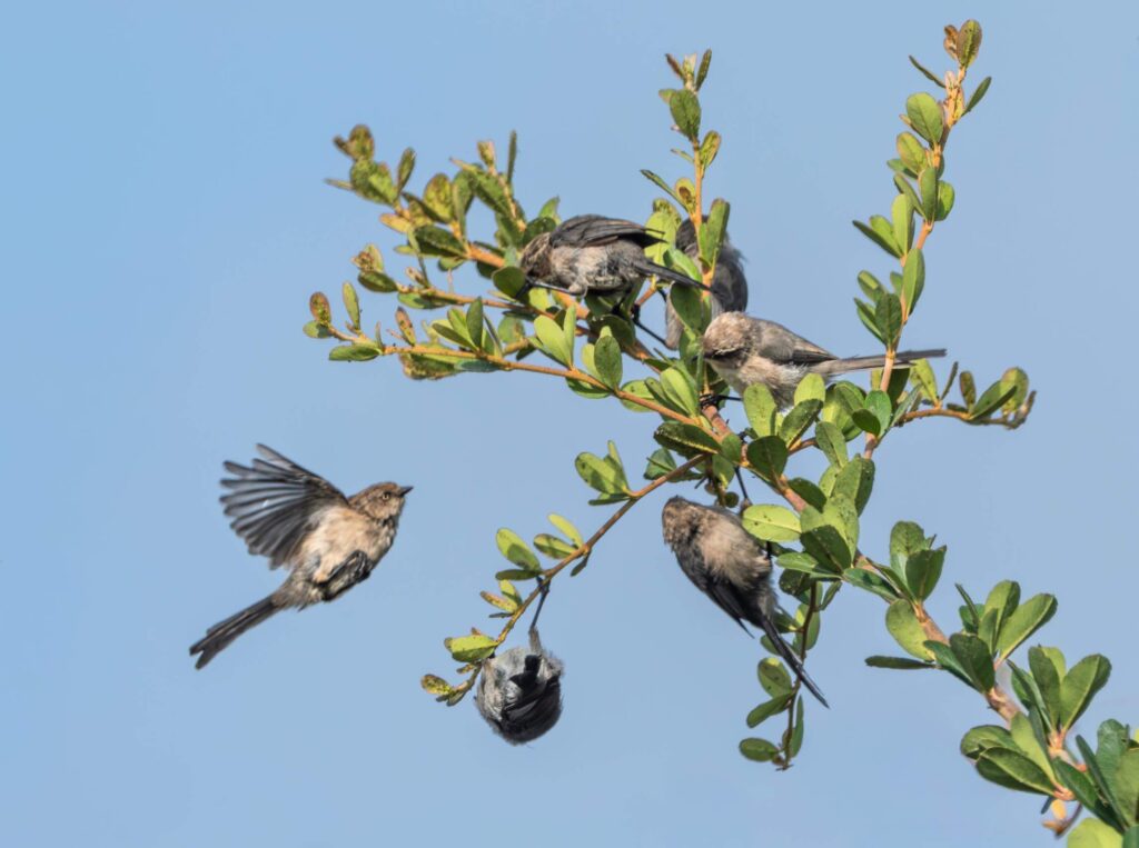 bushtit flock in a tree